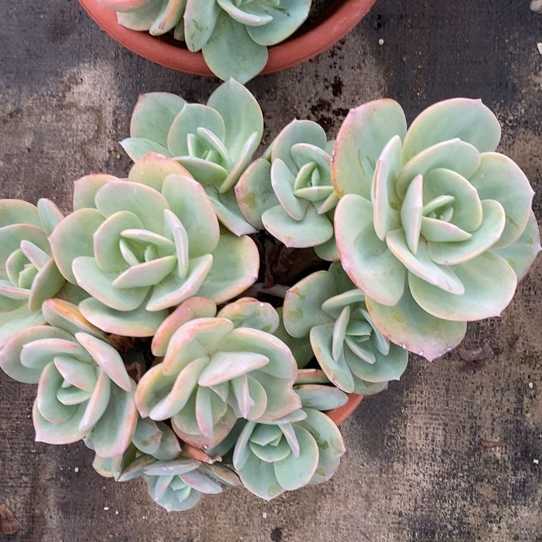 无花朵白凤，林林，一个发货