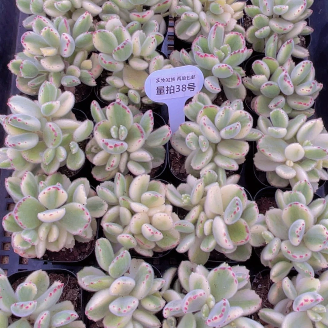 量拍38号 小白熊群生一个