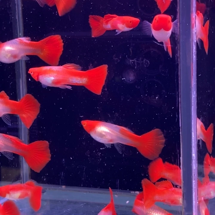 孔雀鱼红头20条孔雀