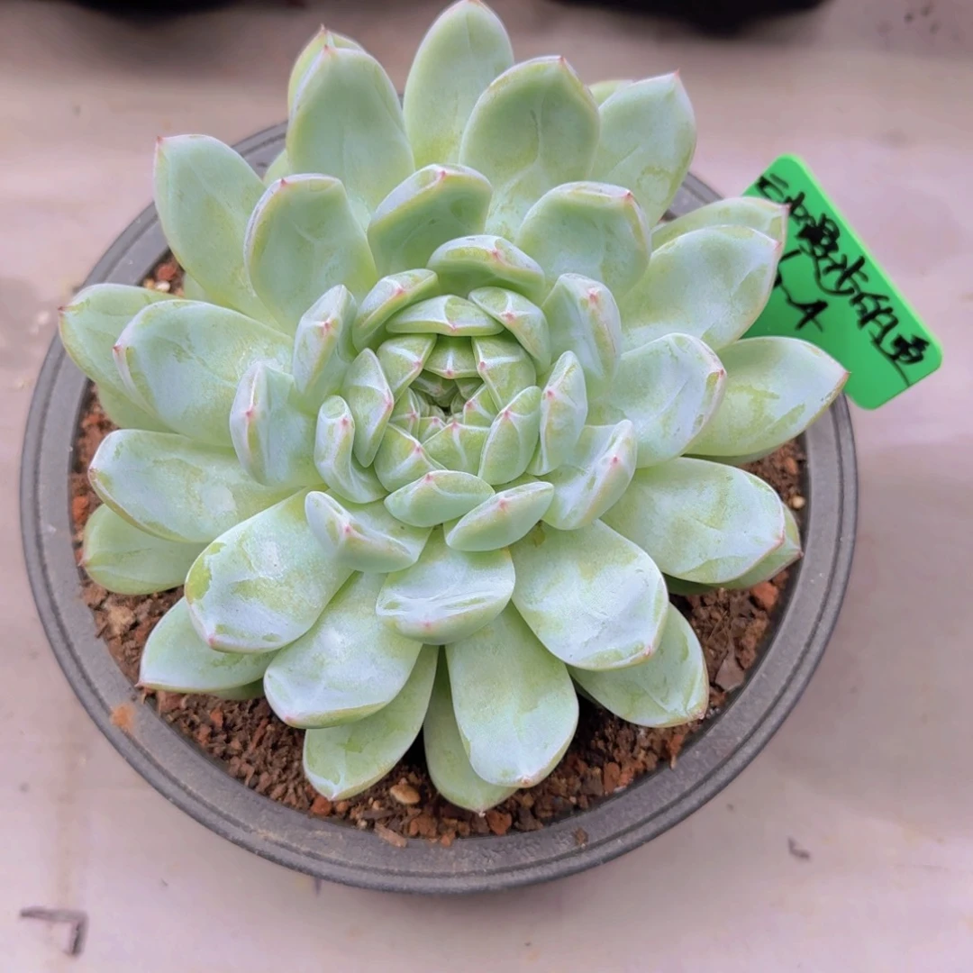 云****?雪花珍妮多肉植物