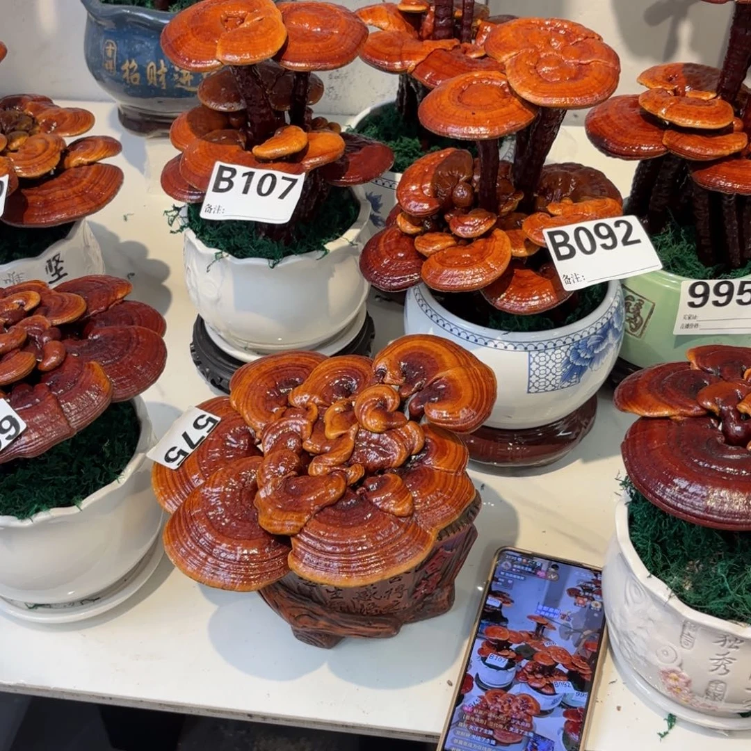 王***贵灵芝55558888888888888