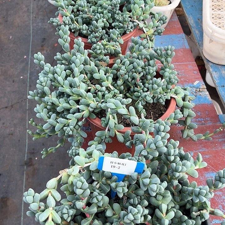 19.2露脚海堂一个脱土