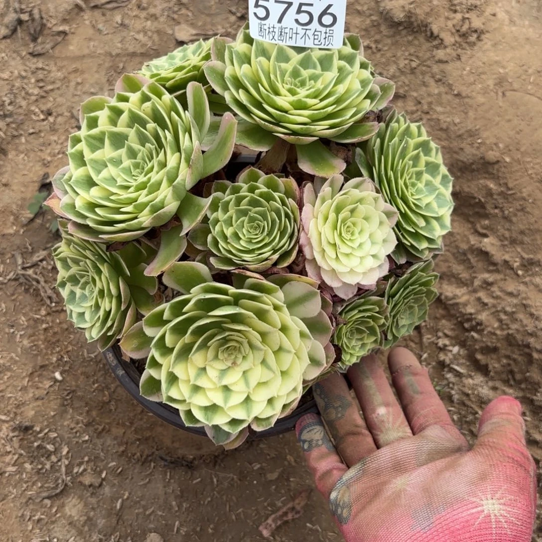 N. 5756海王多肉，？ben