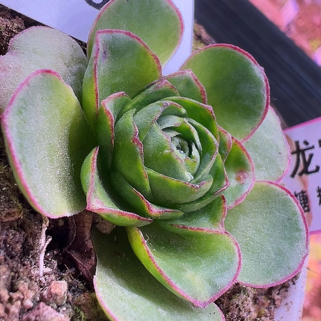 糖糖612 龙宝DG  多肉 有珠珠