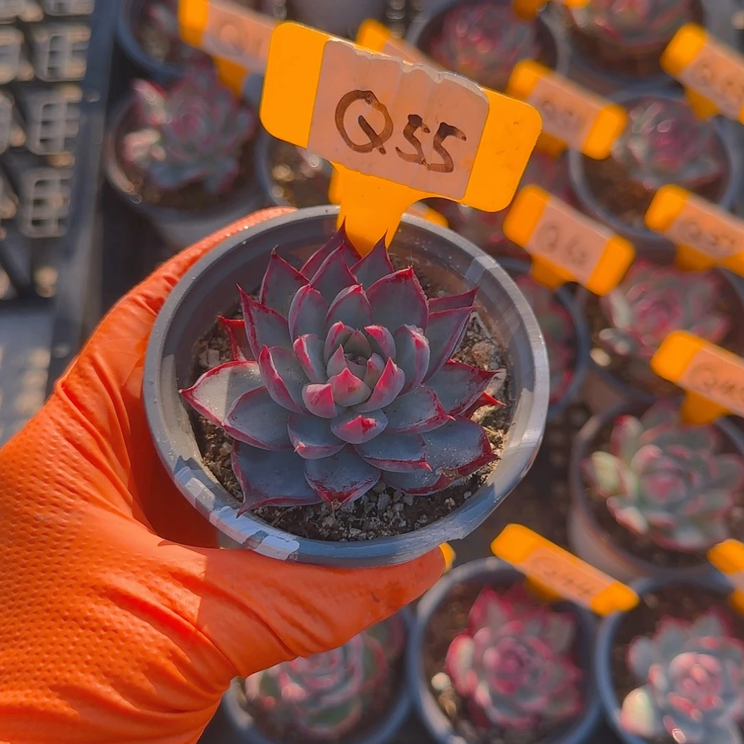 珞****✨Q55惊鸿单头多肉