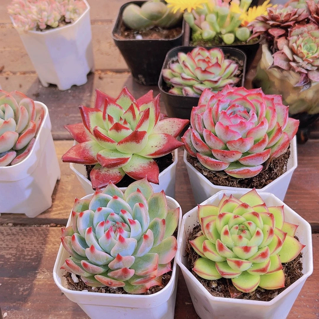 红乌木➕吉娃娃➕侧影➕月亮石