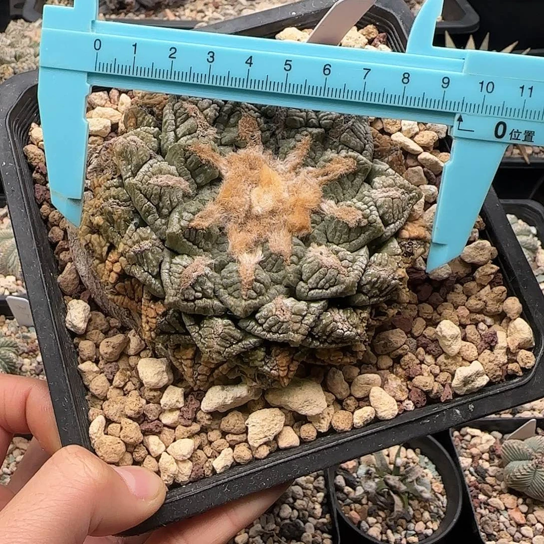 龟甲仙人球1111111111111