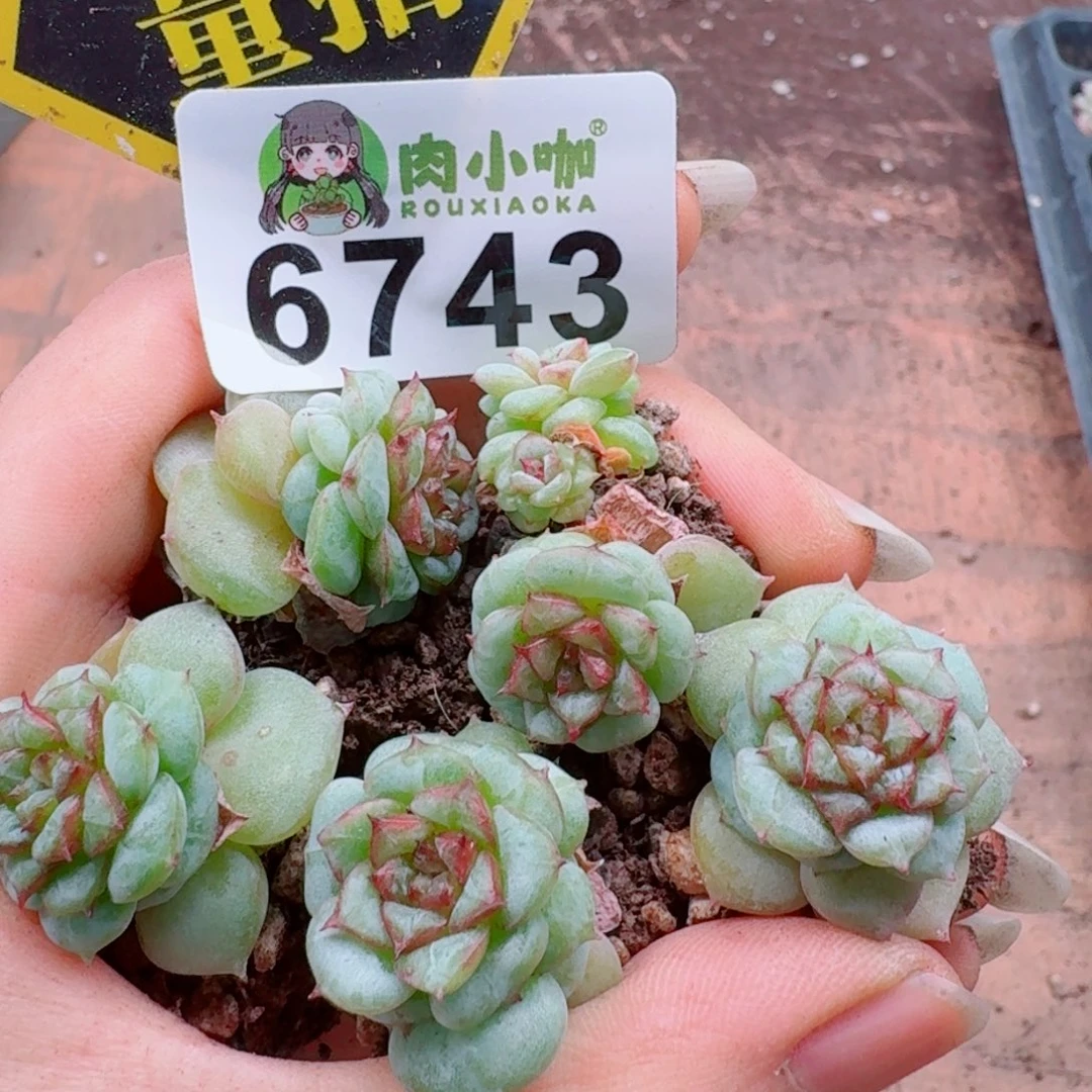 多肉植物多肉植物