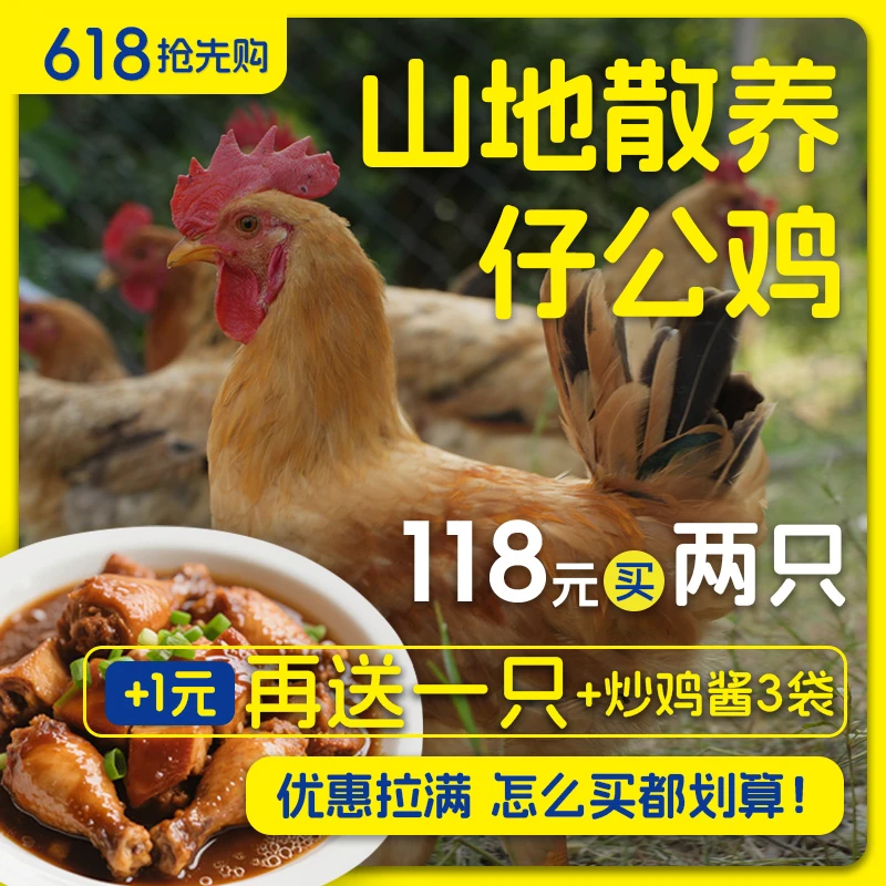 蛋鲜森蛋鲜森蛋鲜森山地散养仔公鸡纯正散养单只1.3斤左右