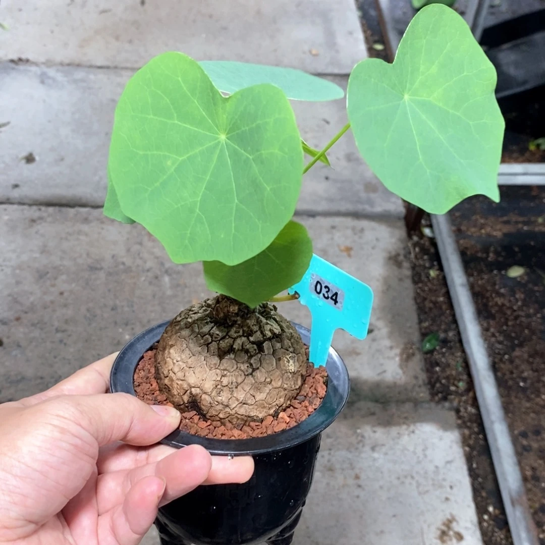 龙甲龟多肉植物一个