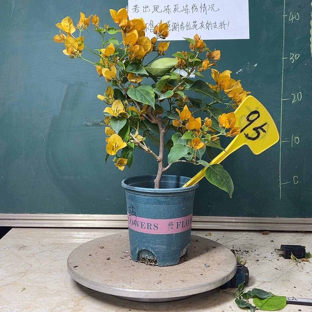 完全开放   柠檬黄  95