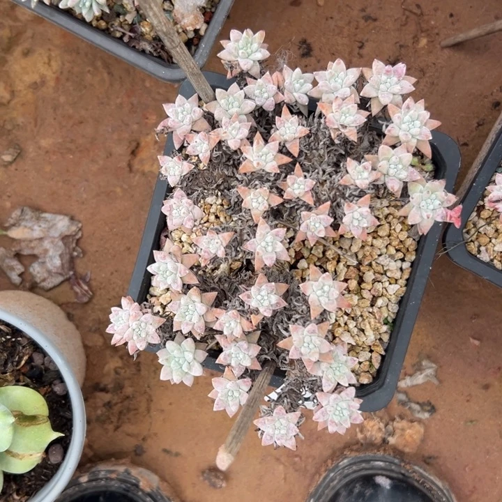 白菊～格诺玛～一物一拍459