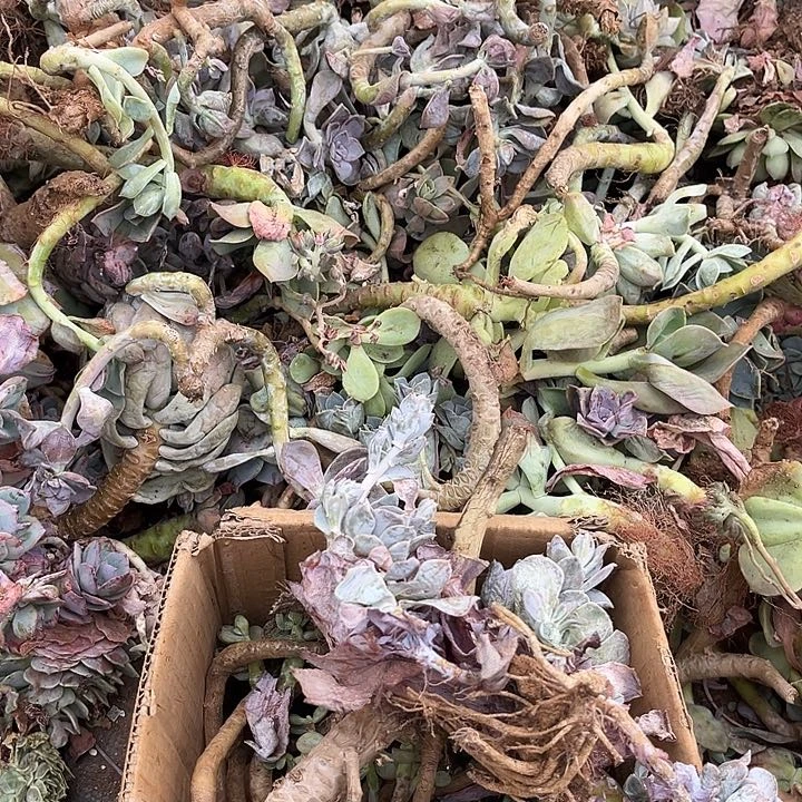 多肉植物10.88多肉植物断枝有虫4号