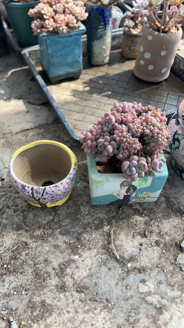 蛋总泡泡糖多肉植物