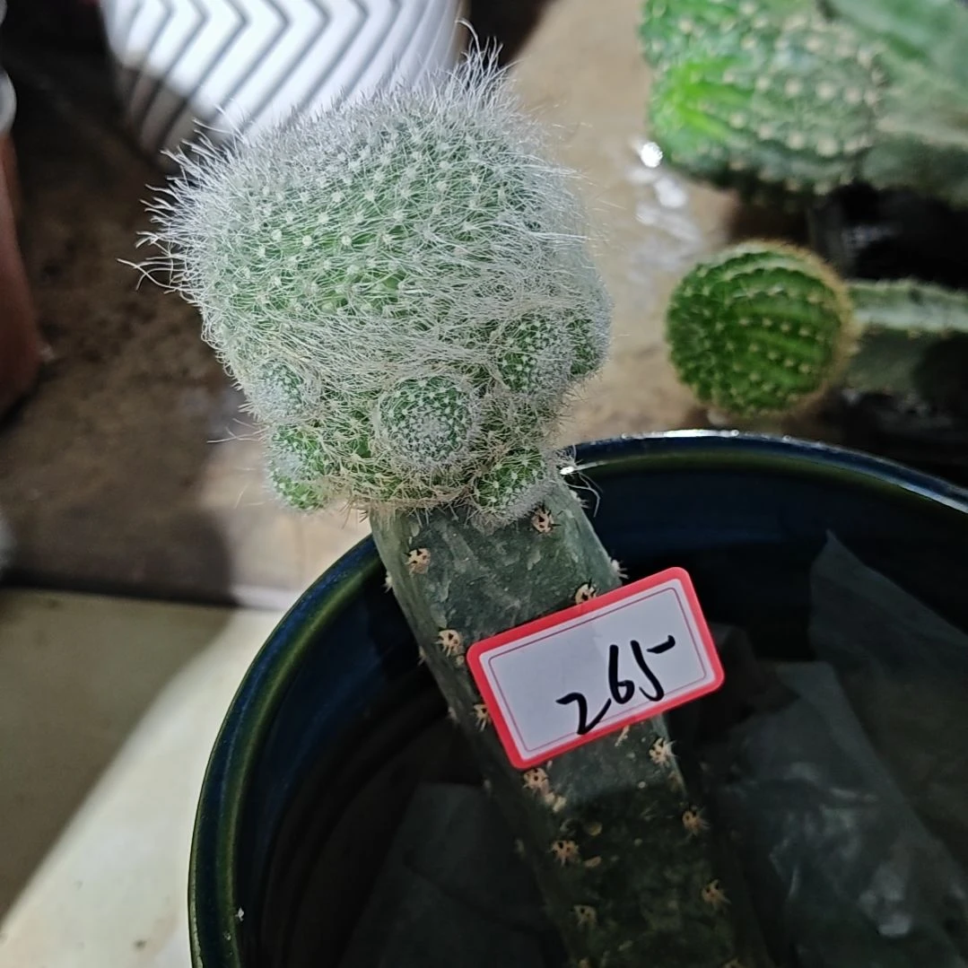 雪猿玉翁秀普嫁接265福