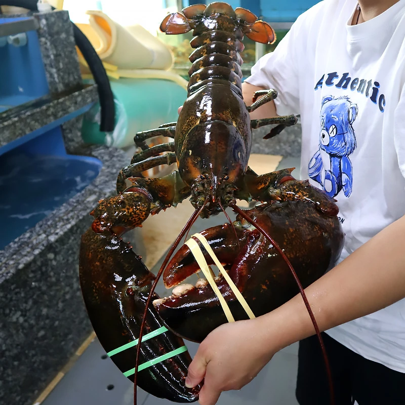 【超大7-10斤】波士顿龙虾液氮锁鲜波龙大龙虾新鲜冷冻（有保护冰衣）