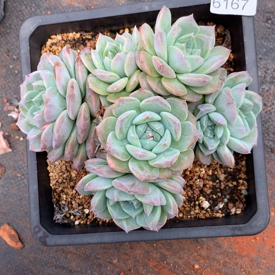 ****气6167杂交精品基地16厘米