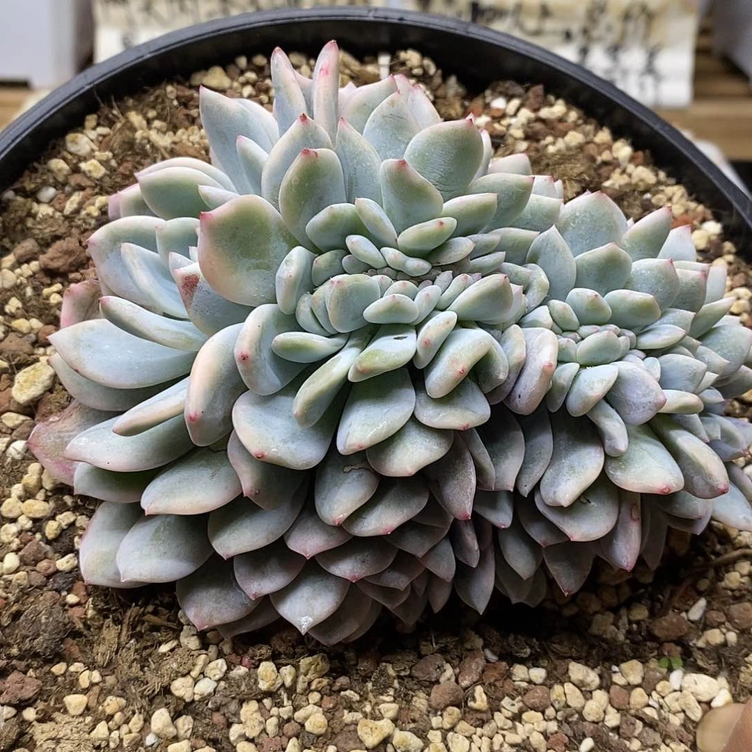 0512 大橙梦露锦缀