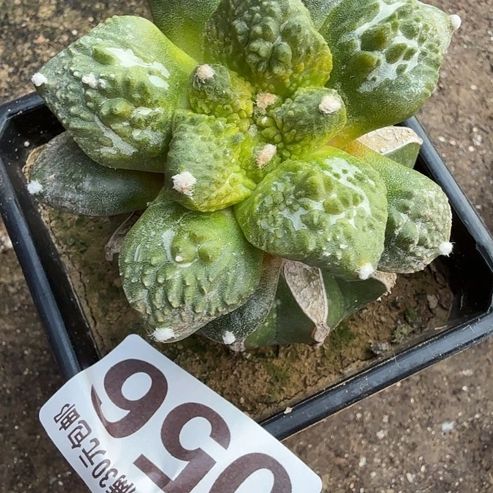 无花朵056哥斯拉金东三