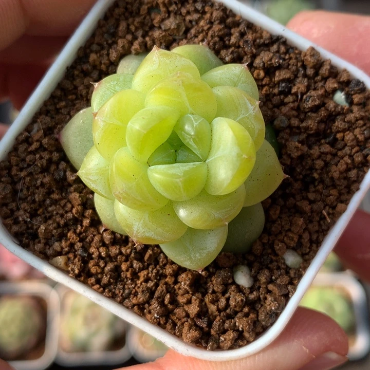 孤品。  黄绿色。  珍妮。   一颗。   27号