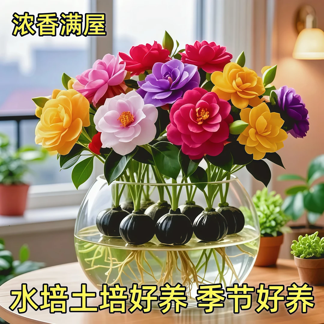 【新品秋品】香水小苍兰盆栽花卉绿植四季开花客厅外耐寒耐冻好养护