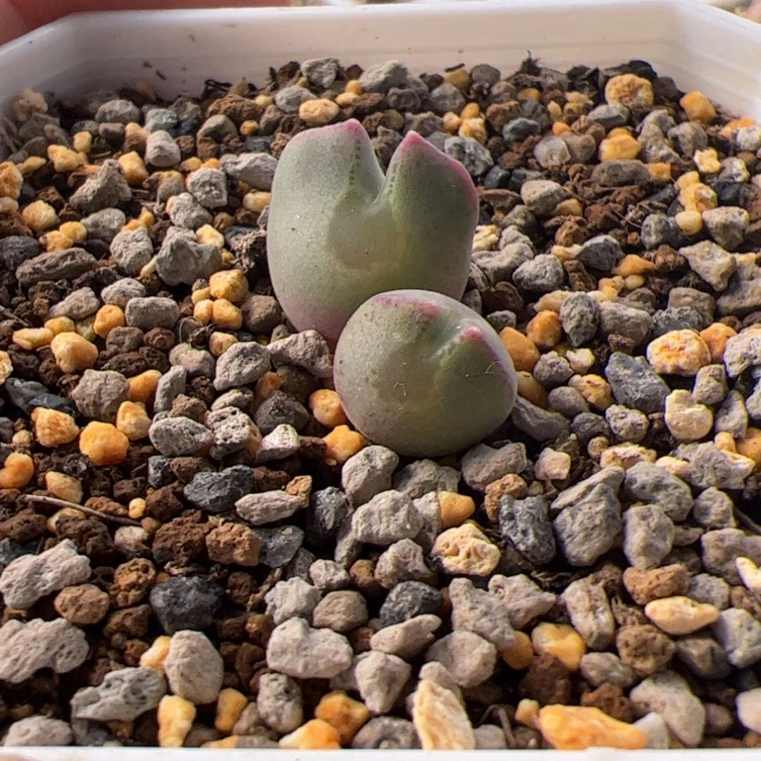 N***e11.25大眼睛多肉植物16