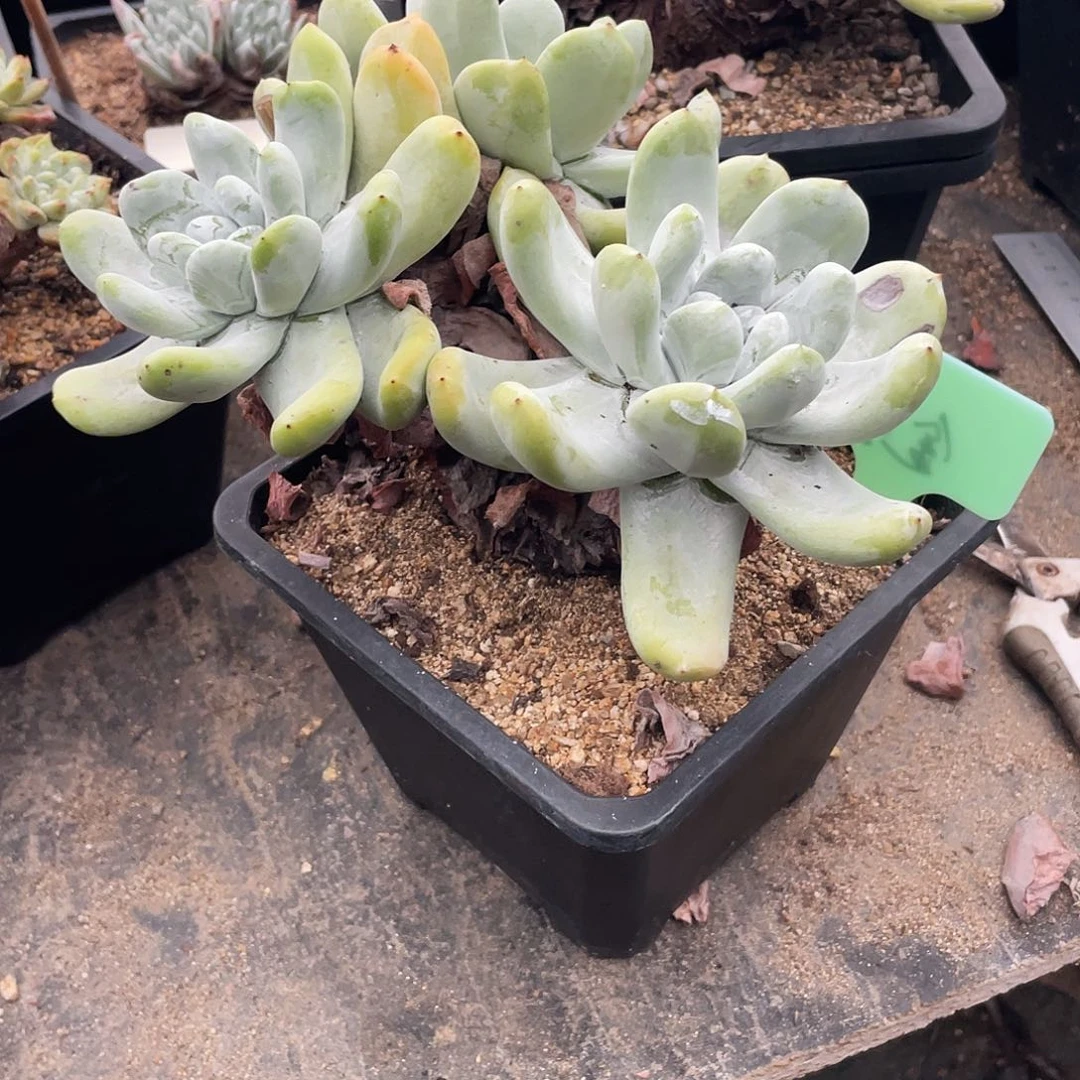 晨溪园艺仙女杯呀