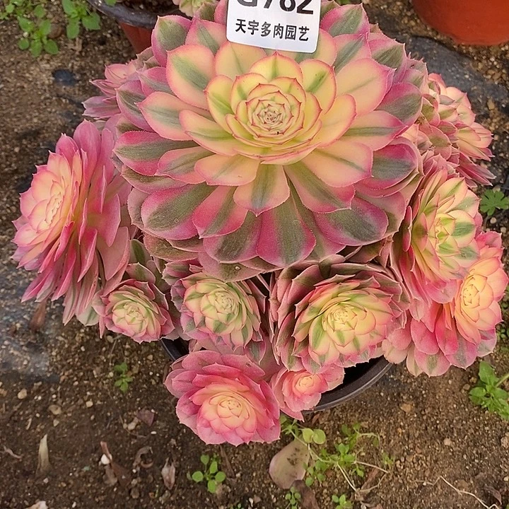 多肉植物倾城782多肉