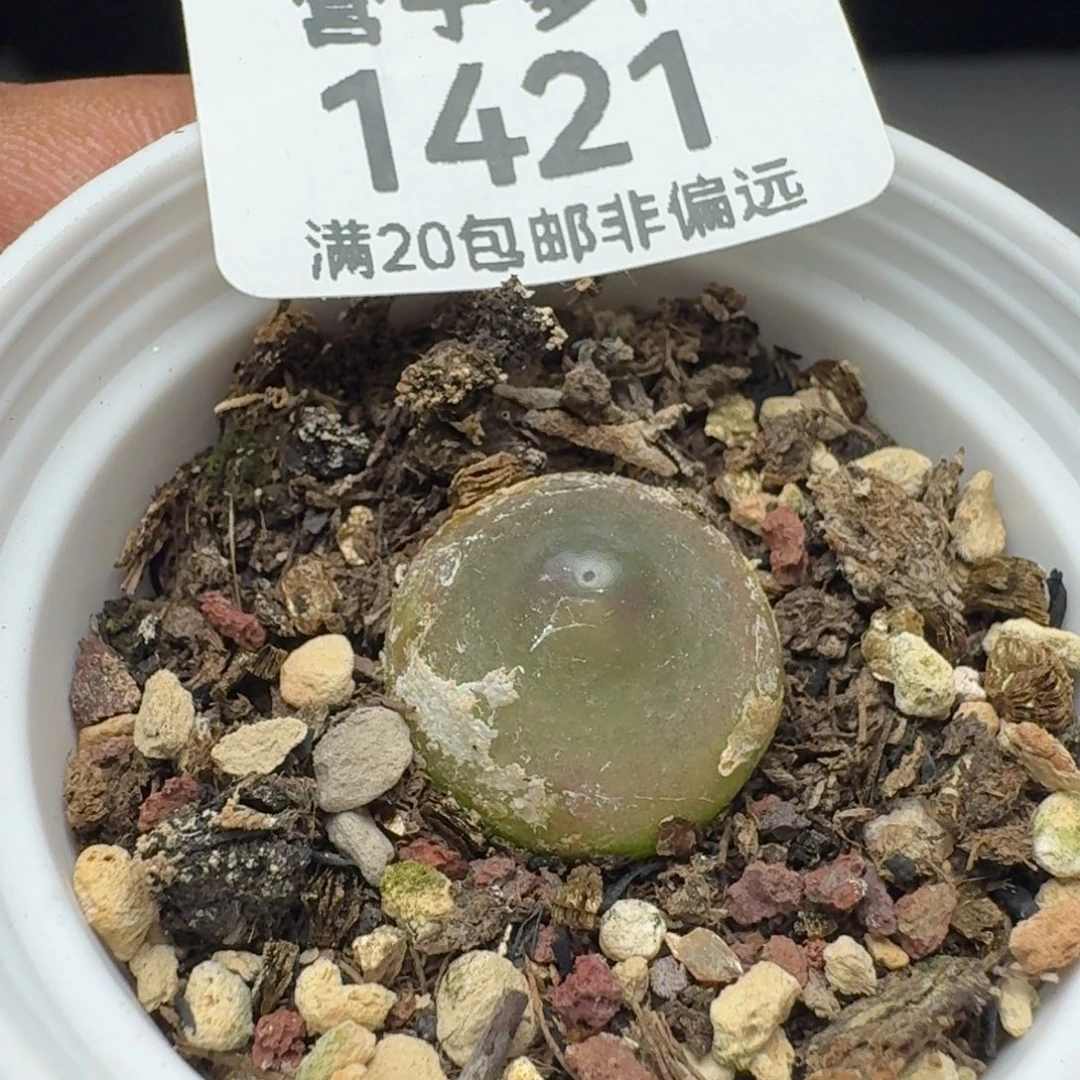 灯泡带盆土
