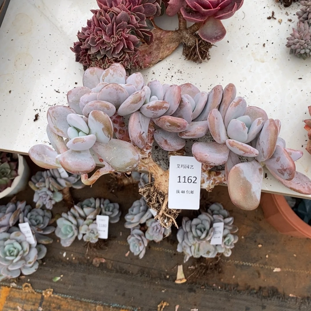 招****粉兔缀化多肉多肉1162