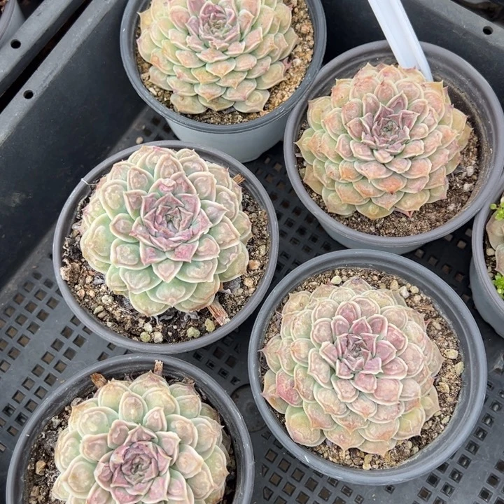 财雨一颗量拍多肉满20包邮初7发