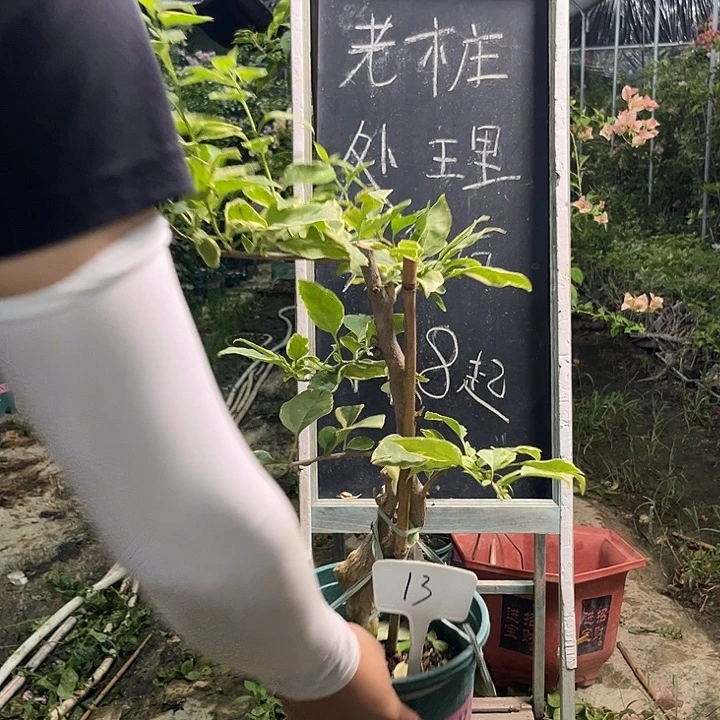 无花朵三角梅三角梅13