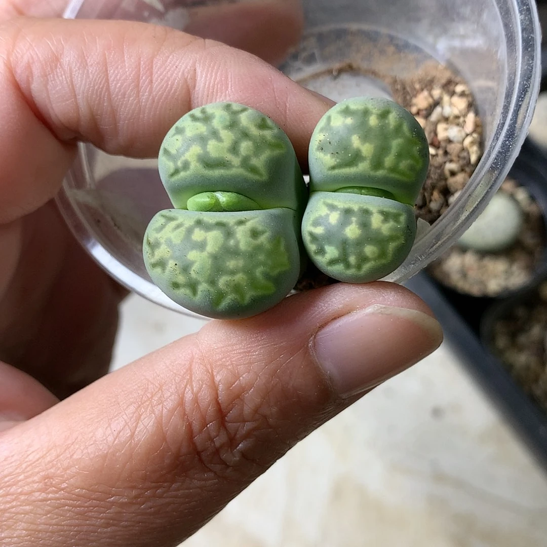 W220多肉植物保护