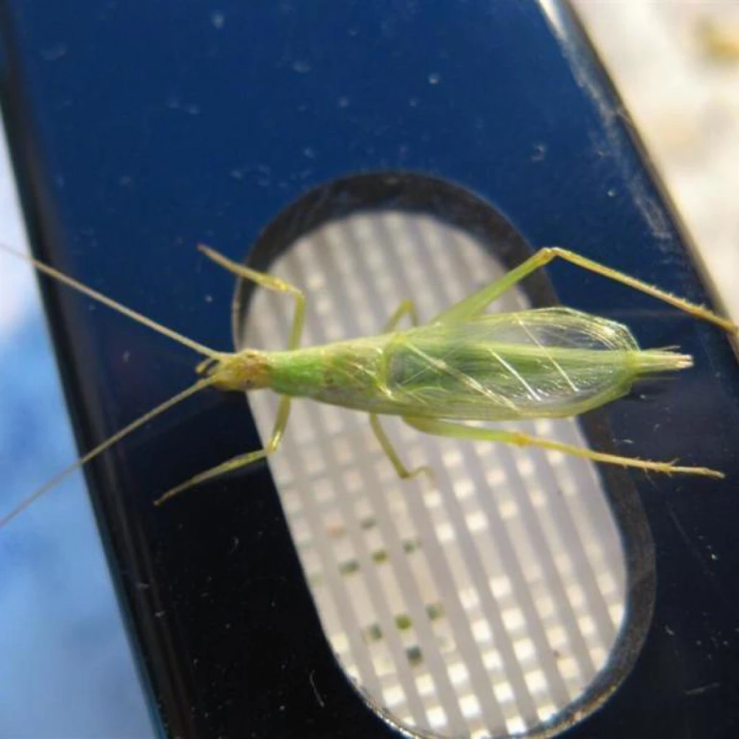 大剑严选 青竹蛉柬埔寨竹蛉（普通）竹蛉（包活、不包残、不包触须、爪）