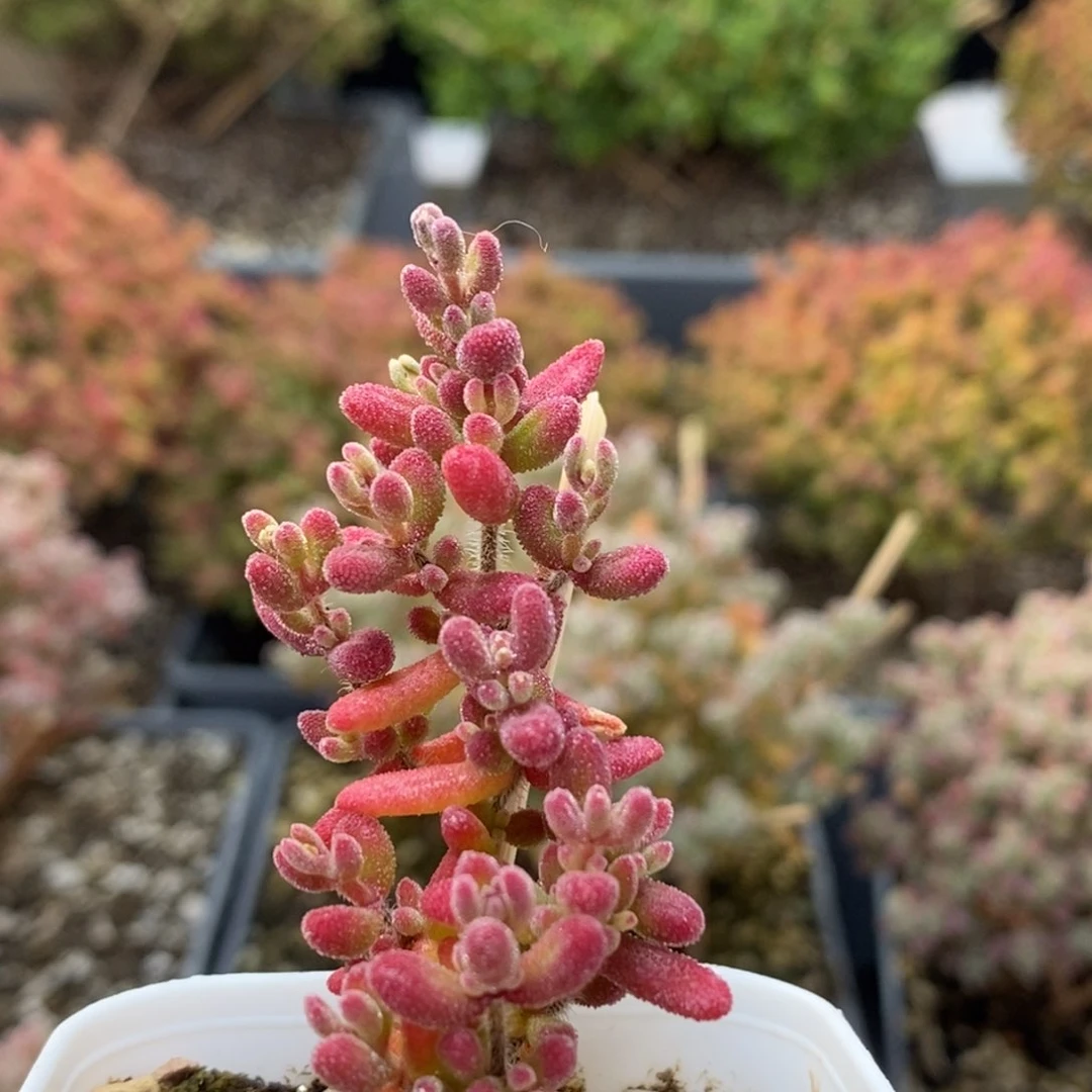 红宝石6858枝干番杏