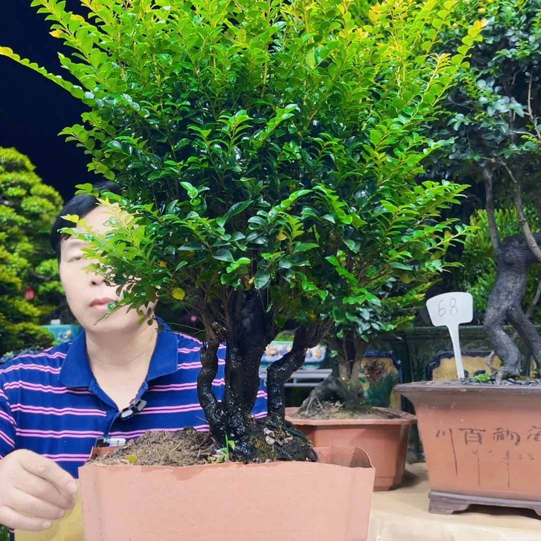 无花朵雄*秀明园艺秀明园艺