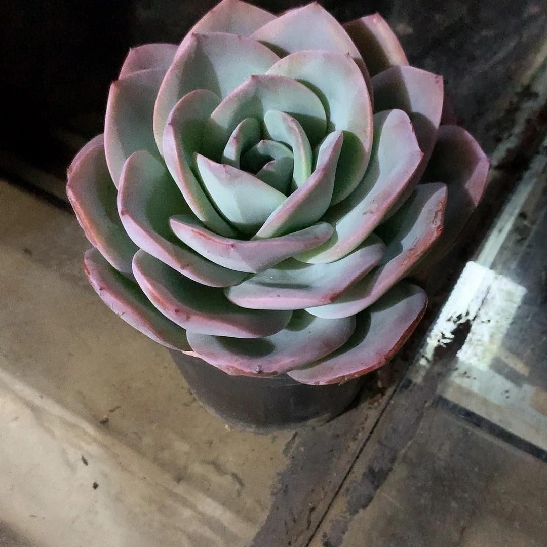 布鲁兰多肉植物一颗