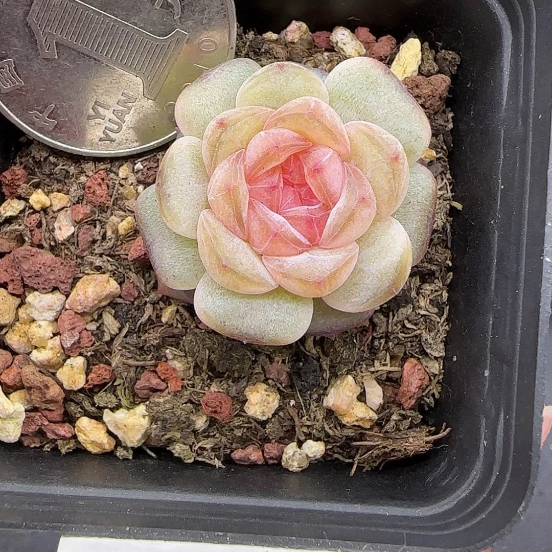 952糖心3厘米脱土发货