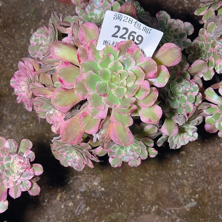 2269霁月多肉植物保护