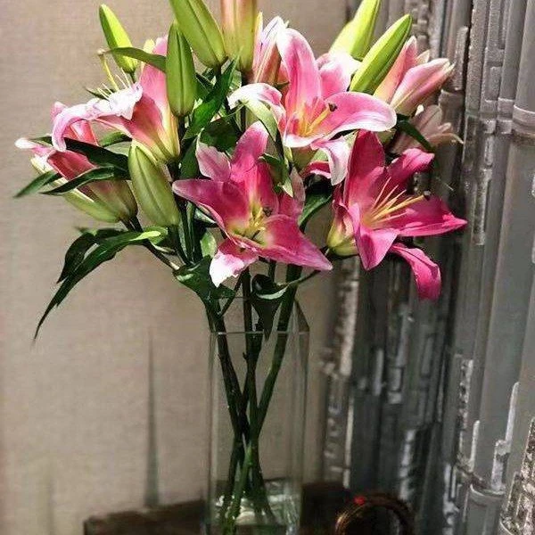 【3支】9个花苞粉色香水百合 年宵花百合不含瓶/春节年宵花次日达家庭鲜花快递次日达送货上门