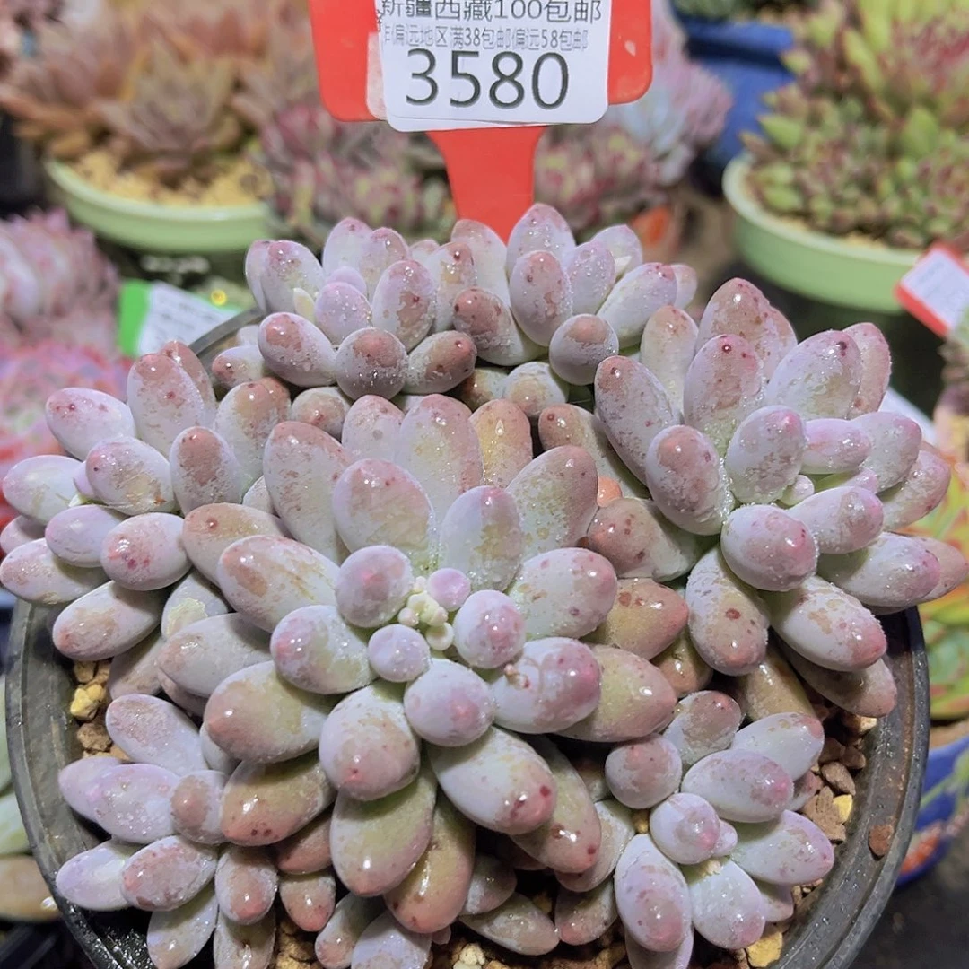 3580汤圆多肉植物