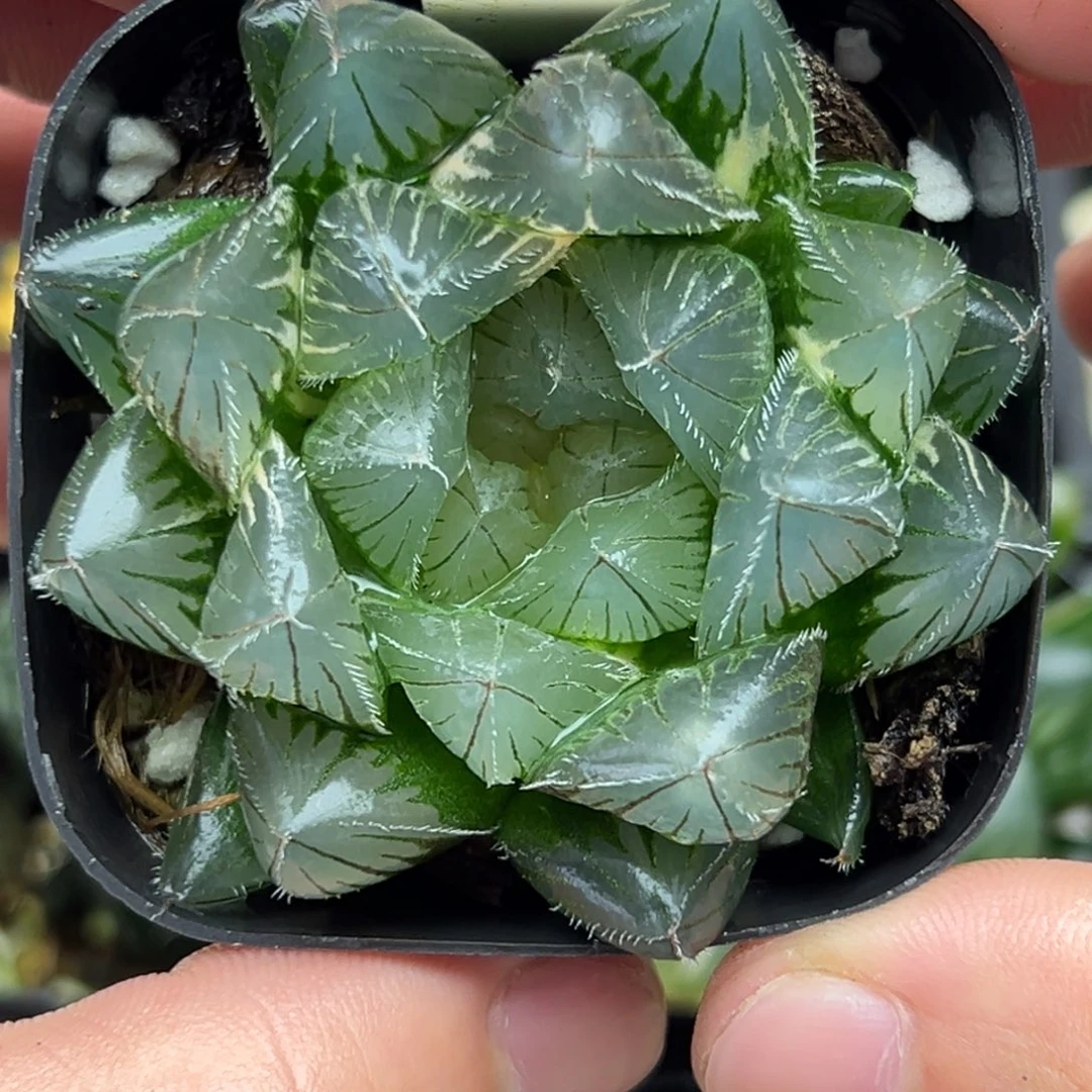 108特大蓝镜玉露锦一物一拍