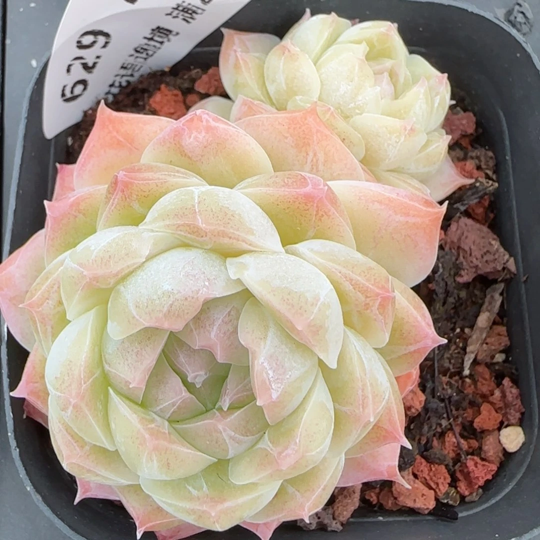 花语逸镜0214-629