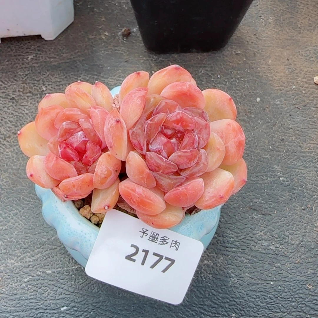 红恋，2177多肉植物