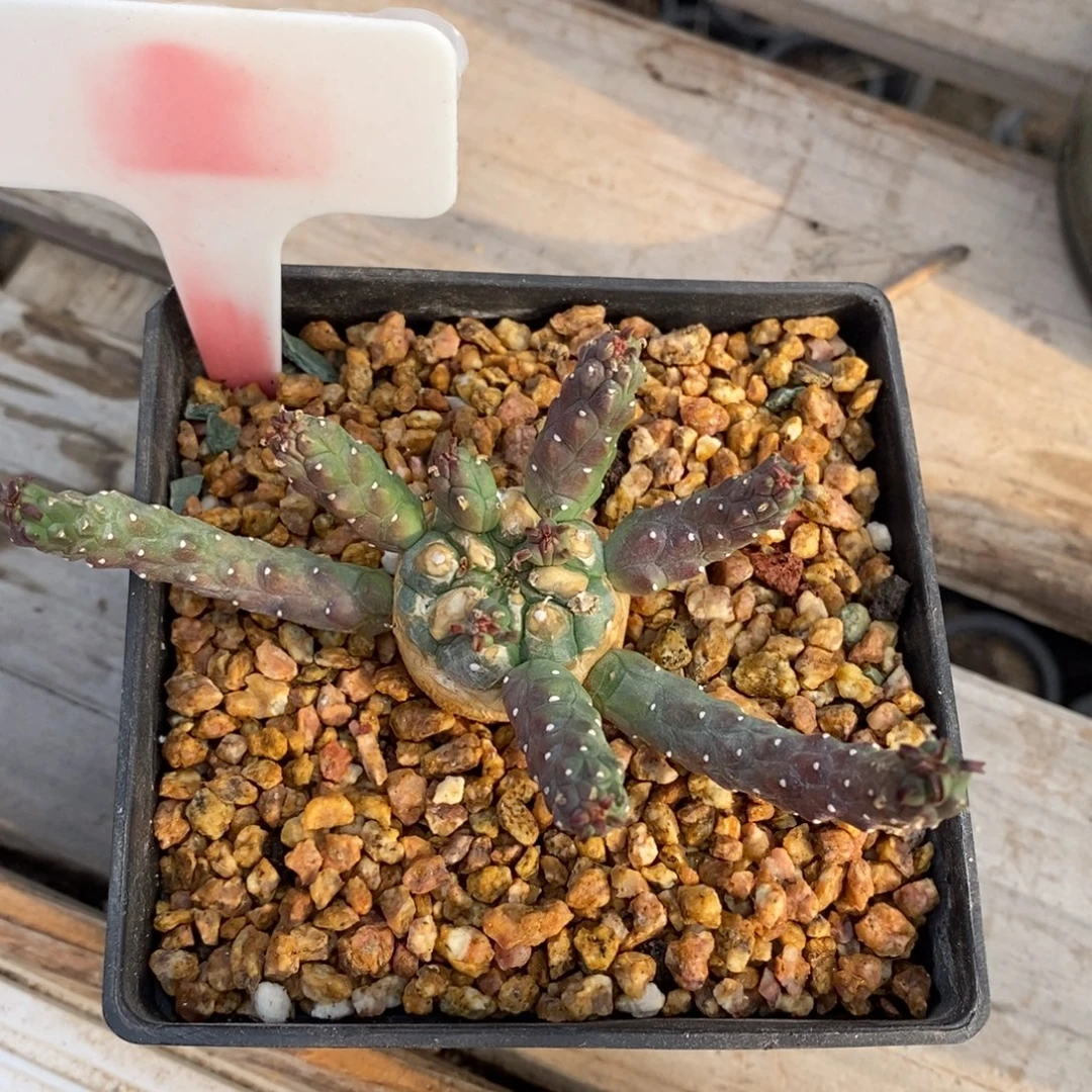 3阎魔大戟科多肉植物