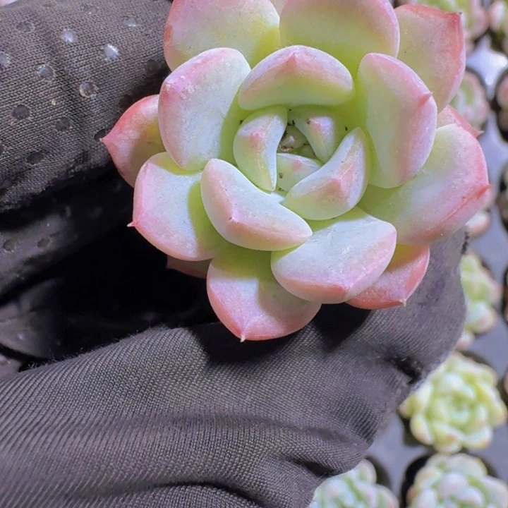 精品七仙女量拍两颗