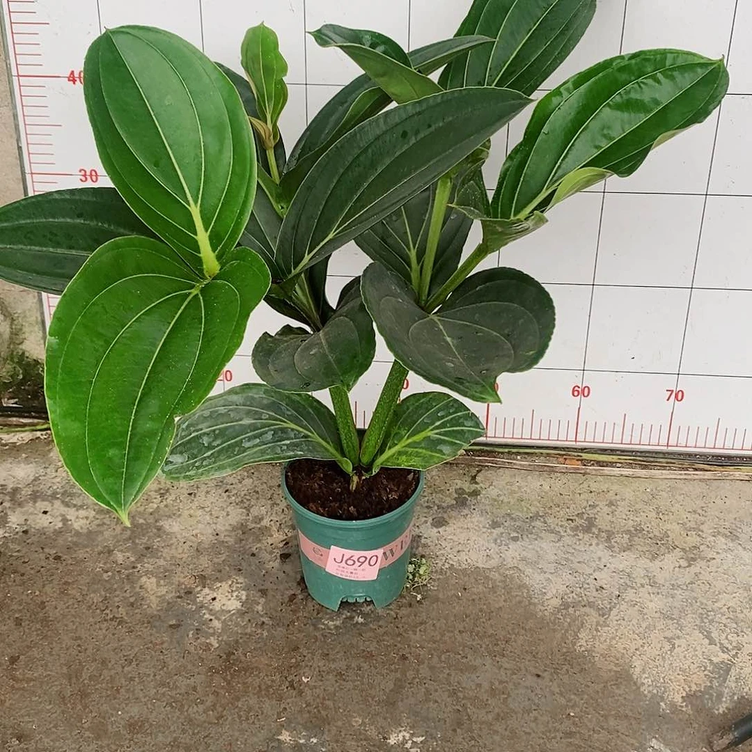 无花朵三**易木本花卉690