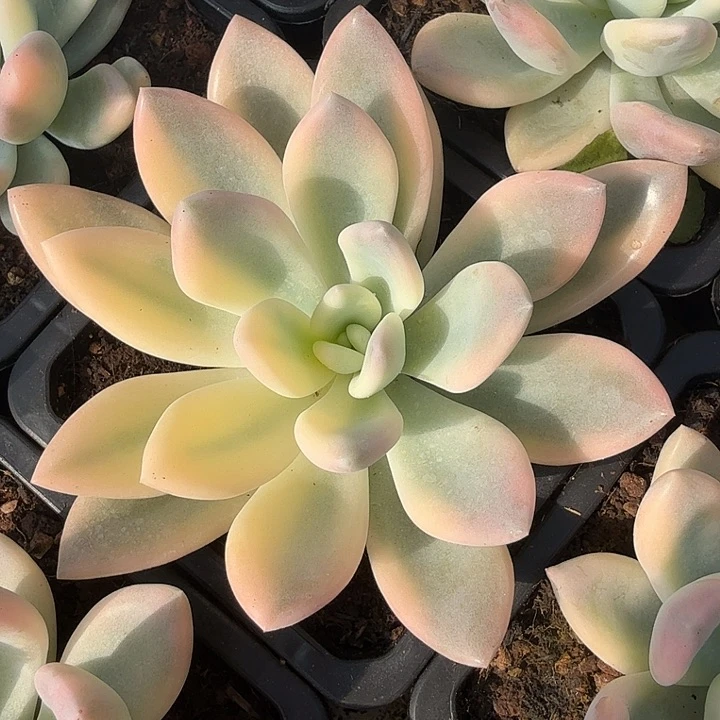 奥普锦大锦边彩锦一颗