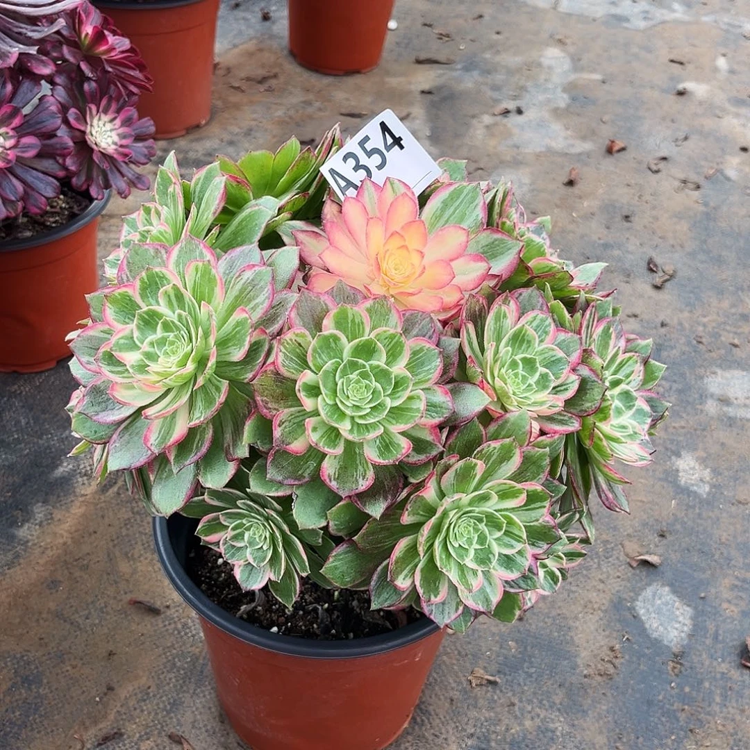 多肉植物万花筒354多肉