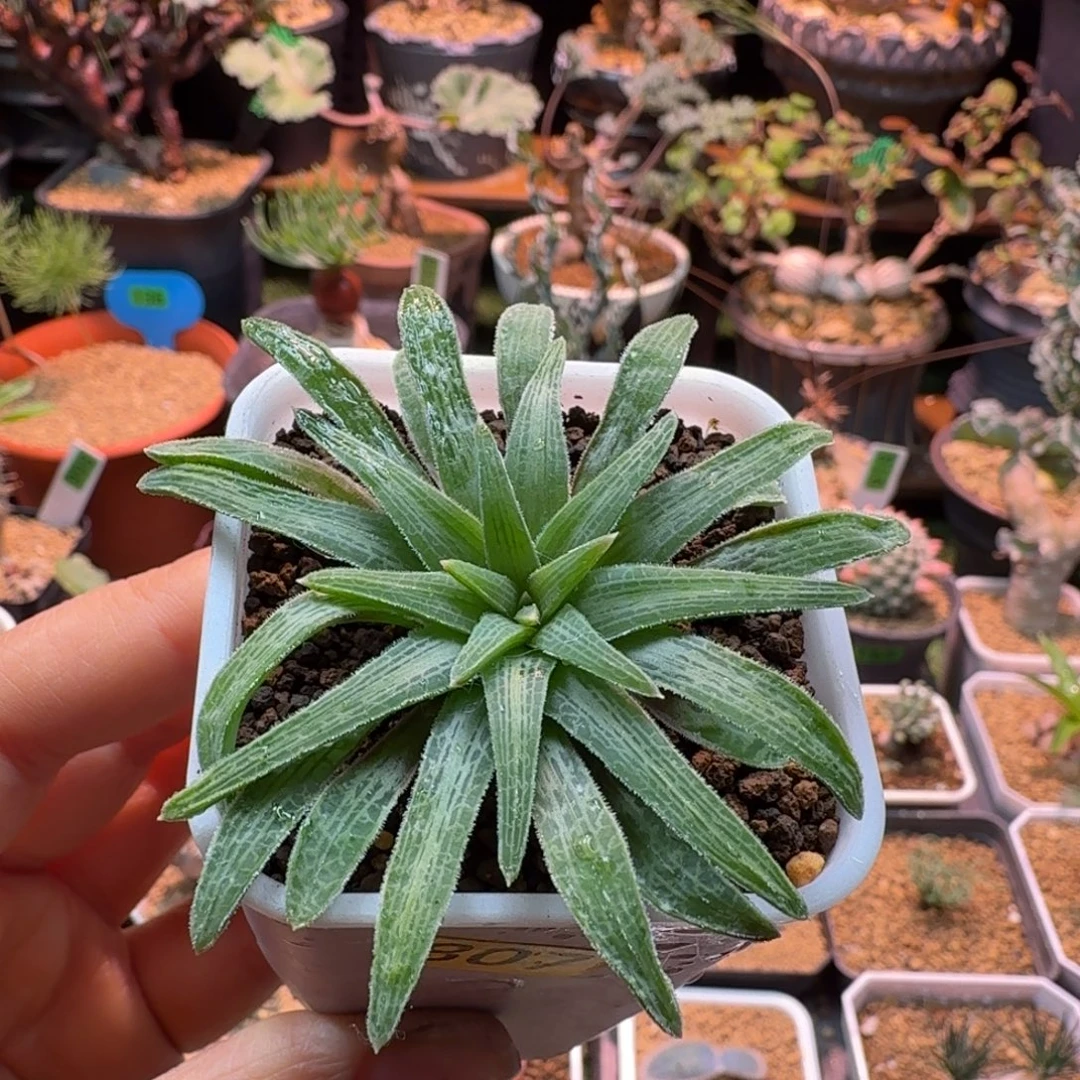 块根寿807 仙人球